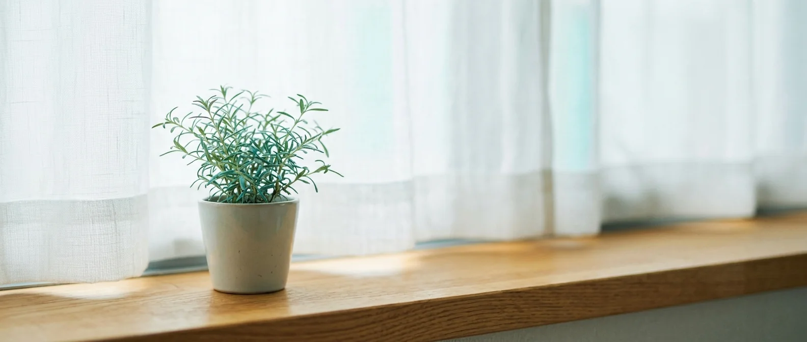 窓辺の鉢植えに、レース越しの朝の光がやさしく差し込む